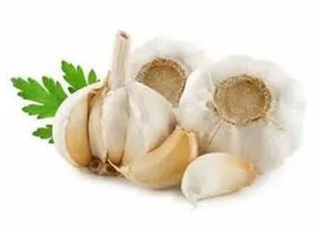 Methods for the treatment of the nail fungus with garlic