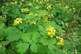celandine herb for the treatment of toenail fungus